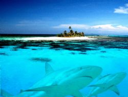 Roatan, Honduras. by Shawn Jackson 